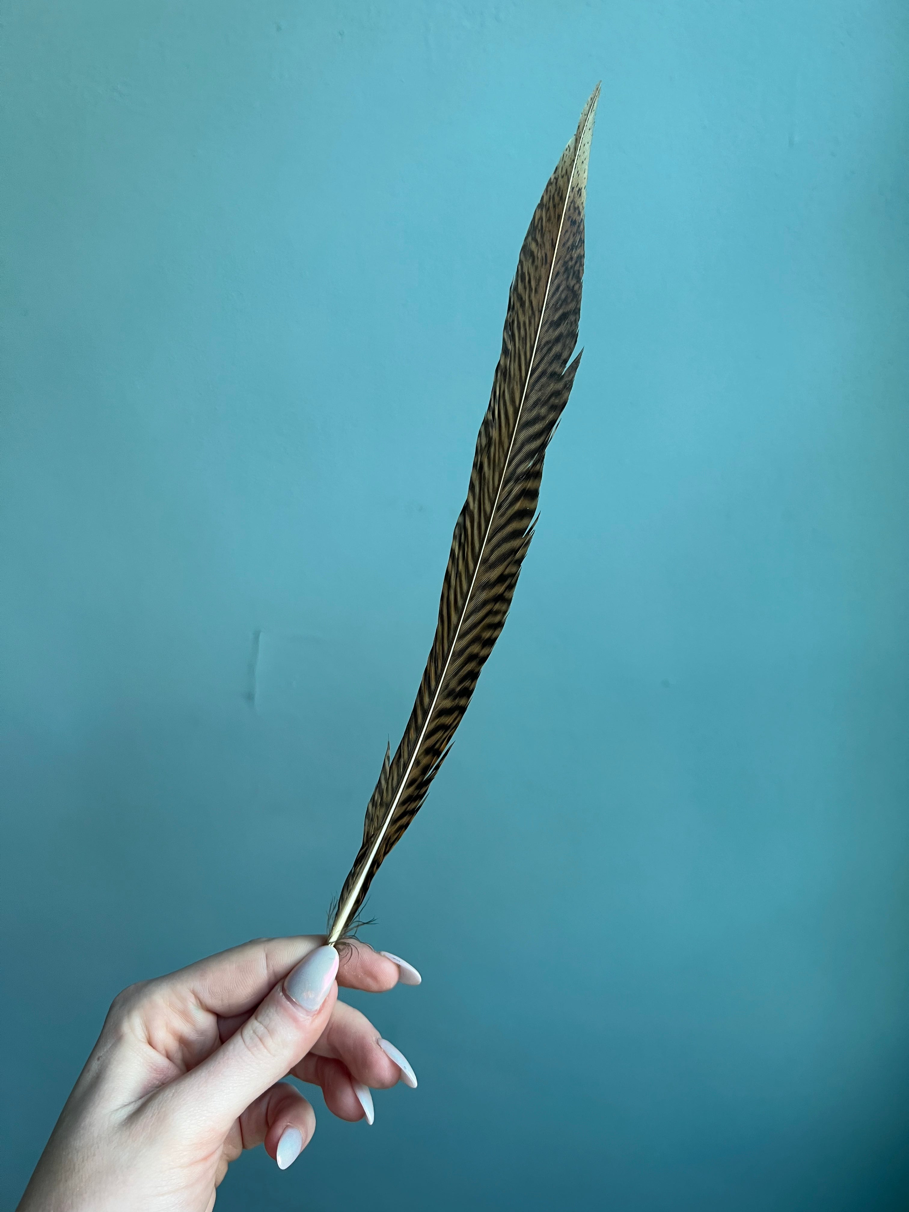 The Large Feathers