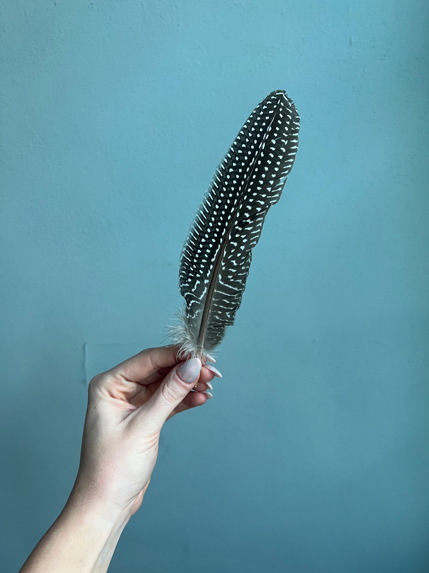 The Polka Dot Feather