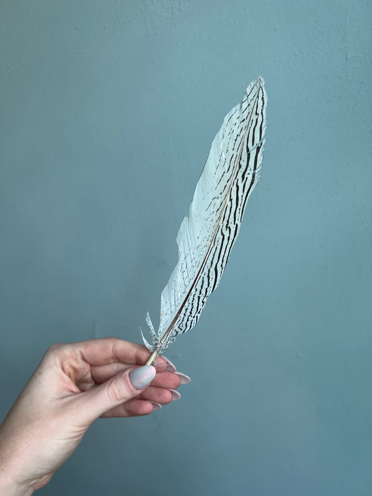 The Large Feathers