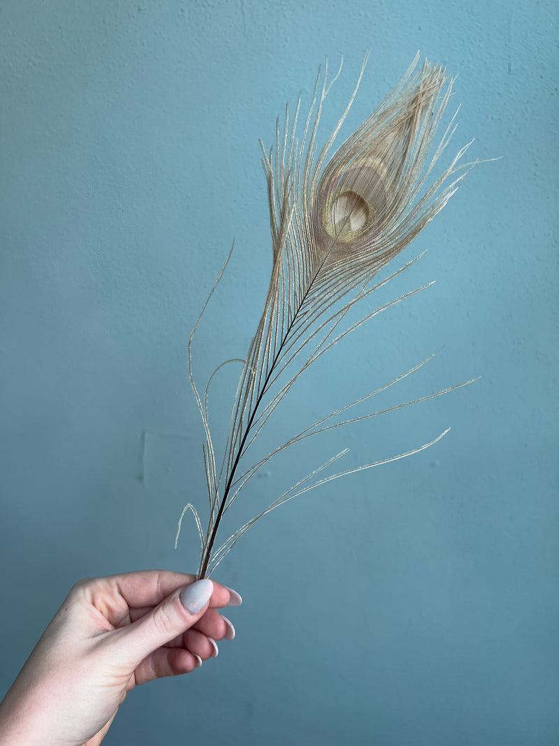 The Large Feathers