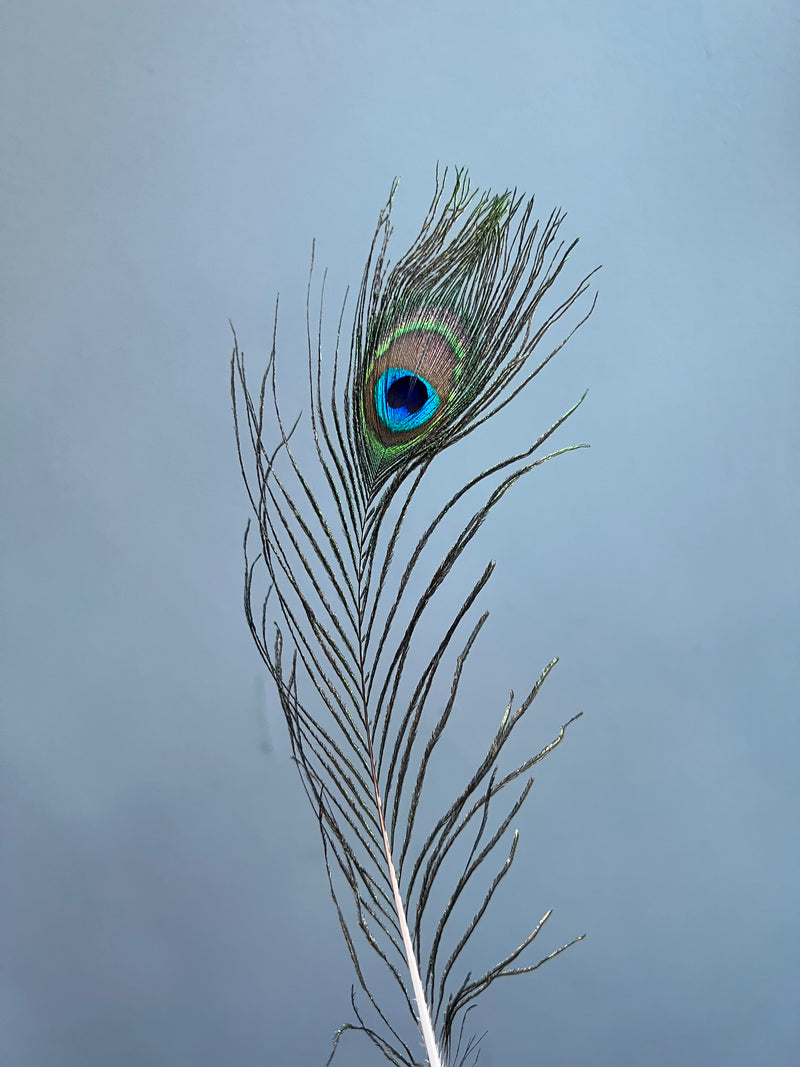 The Large Feathers